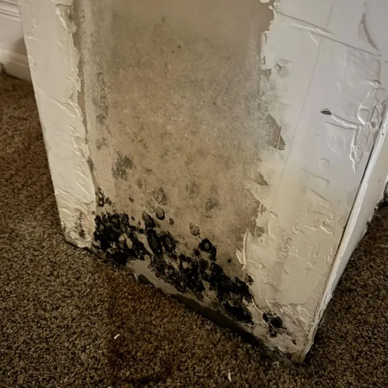 Professional Mold Removal in Carrollton, MO